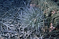 17 Anemonia sulcata